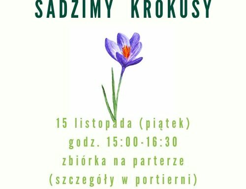 Sadzimy krokusy!